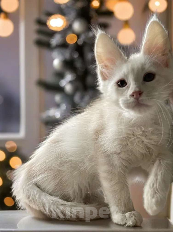 Кошки в Москве: Пушистый ангел для вашего новогоднего настроения Мальчик, 100 000 руб. - фото 10