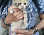 Кошки в Минеральном Воде: Котята в добрые руки Девочка, Бесплатно - фото 2