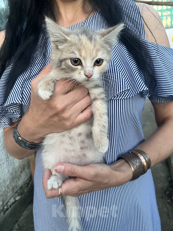 Кошки в Минеральном Воде: Котята в добрые руки Девочка, Бесплатно - фото 2