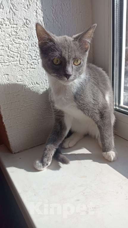 Кошки в других городах Московской области: Котенок в добрые руки Мальчик, Бесплатно - фото 1