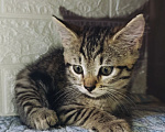 Кошки в Котельнике: Коричневый котенок в добрые руки Москва и Московская область Девочка, Бесплатно - фото 1