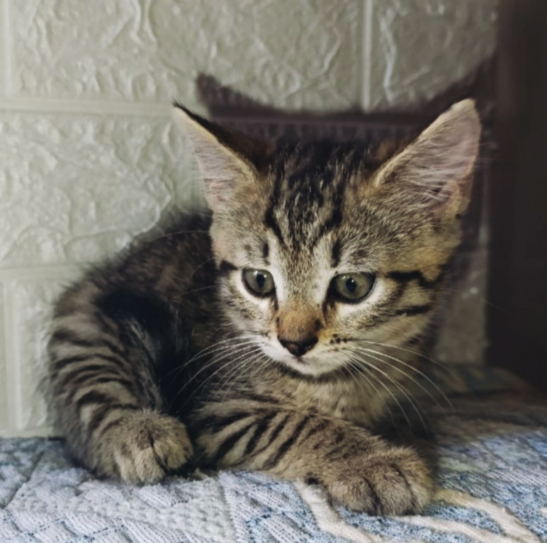 Кошки в Котельнике: Коричневый котенок в добрые руки Москва и Московская область Девочка, Бесплатно - фото 1