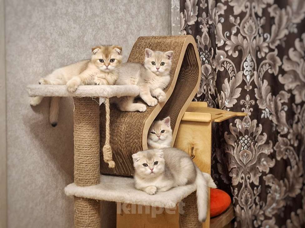 Кошки в Москве: Шотландские котята эксклюзивных окрасов Разнополые, 30 000 руб. - фото 6