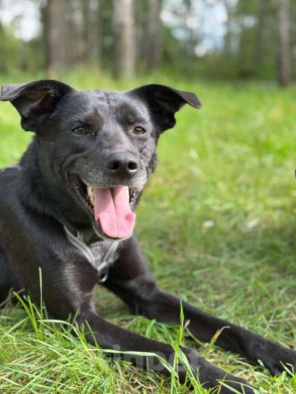 Собаки в Москве: Маленький пес Чили из приюта Мальчик, Бесплатно - фото 1