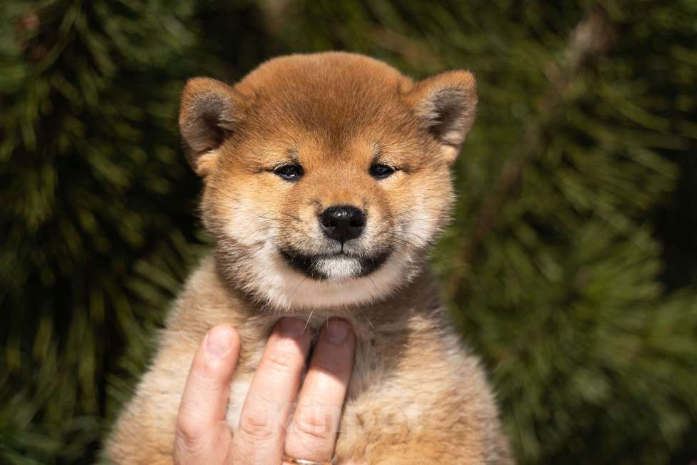 Собаки в других городах Московской области: Красотка сиба Девочка, Бесплатно - фото 2
