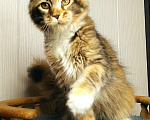 Кошки в Мытищах: Котенок Мейн кун Девочка, 40 000 руб. - фото 7