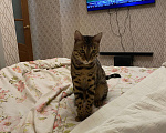 Кошки в Москве: Потерялся кот  Мальчик, 100 руб. - фото 3