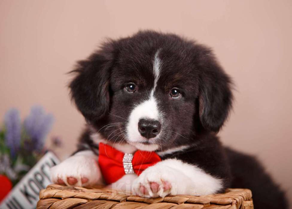 Собаки в других городах Ленинградской области: Замечательный кобель вельш корги кардиган ФЛАФФИ Мальчик, 50 000 руб. - фото 3