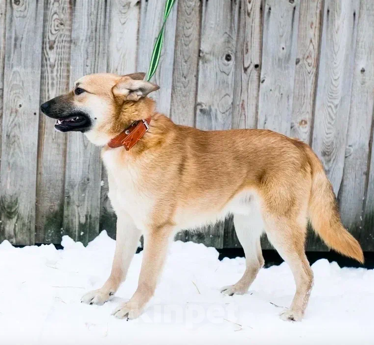 Собаки в Москве: Люк Мальчик, Бесплатно - фото 5