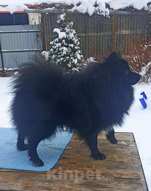 Собаки в Челябинске: Подросток шпица Мальчик, 28 000 руб. - фото 6