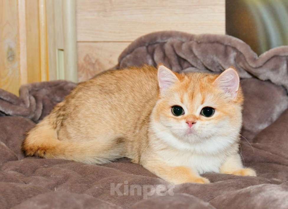 Кошки в Рыбинске: Британская золотая короткошерстная девочка 4 мес Девочка, 25 000 руб. - фото 3