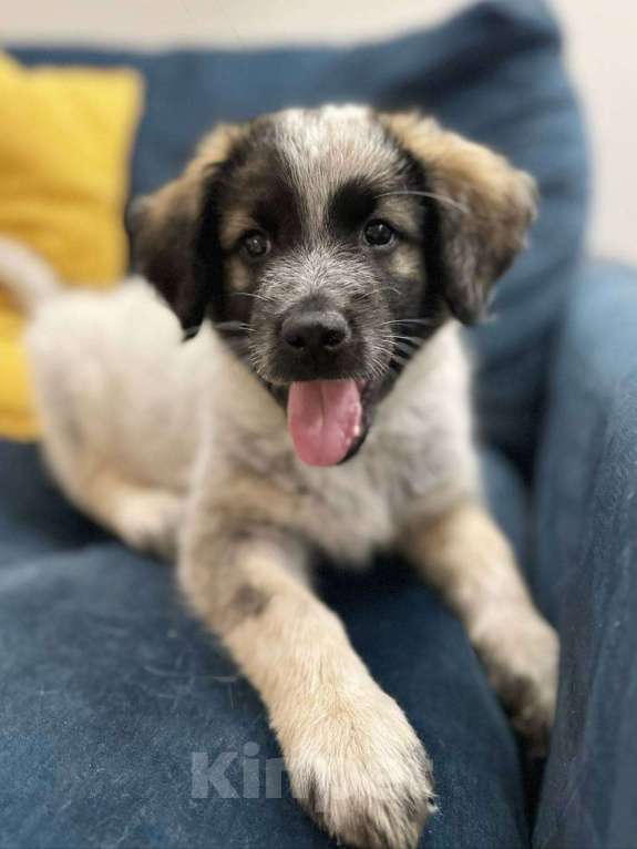 Собаки в Красногорске: Щенок Девочка, Бесплатно - фото 4