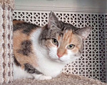 Кошки в Санкт-Петербурге: Трогательная кошка нуждается в человеке Девочка, Бесплатно - фото 1