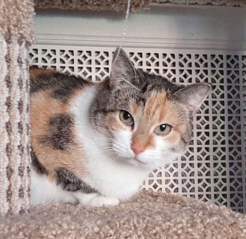 Трогательная кошка нуждается в человеке