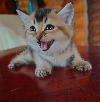Котенок
