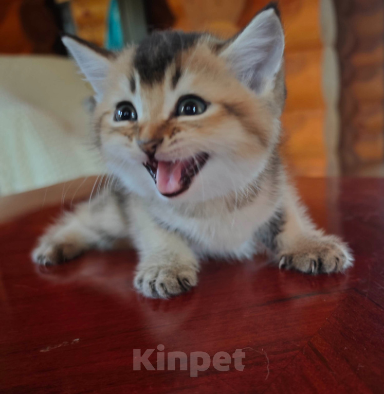 Кошки в Севастополе: Котенок Мальчик, Бесплатно - фото 1