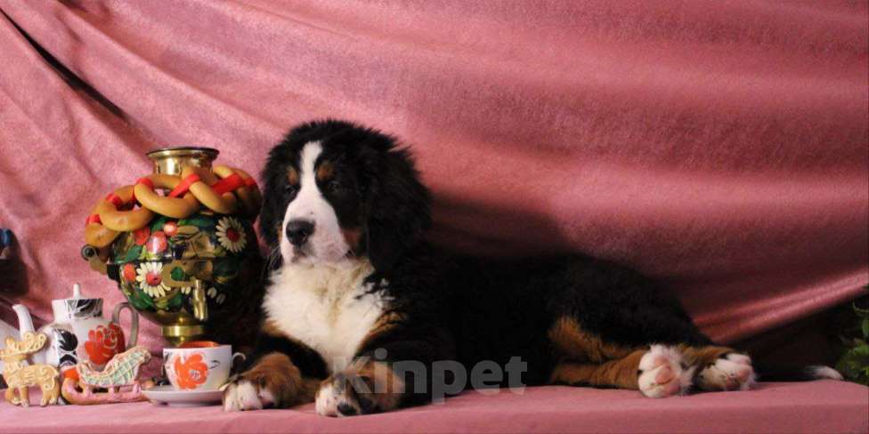 Собаки в Новосибирске: Бернский зенненхунд Девочка, 150 000 руб. - фото 1