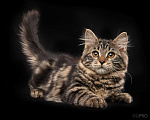 Кошки в Новосибирске: Сибирский котенок Вафля Девочка, 70 000 руб. - фото 5