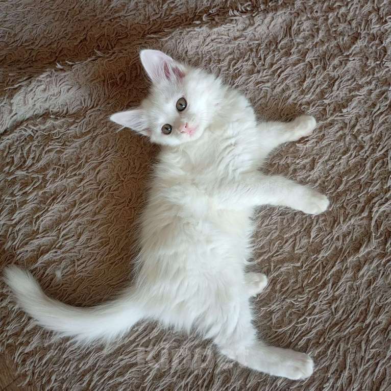 Кошки в других городах Приморского края: Отдам в добрые руки Мальчик, Бесплатно - фото 3