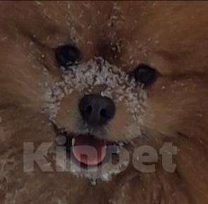 Собаки в Якутске: Вязка, Шпиц, 1 руб. - фото 1