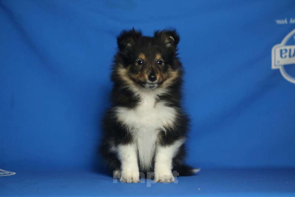 Собаки в Рязани: Щенки шелти. Мальчик, 60 000 руб. - фото 8