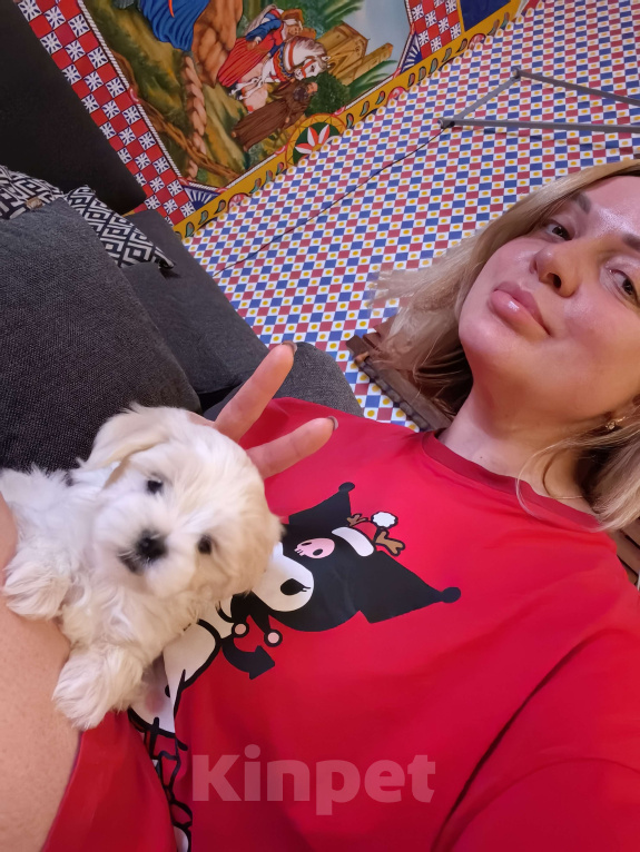 Собаки в Краснодаре: Мальтийская болонка,мальчик Мальчик, 50 000 руб. - фото 6