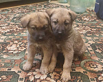 Собаки в других городах Свердловской области: Мальчики Мальчик, 20 000 руб. - фото 1