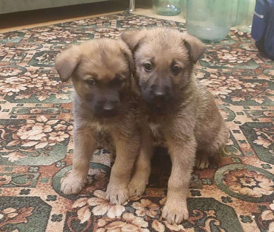 Собаки в других городах Свердловской области: Мальчики Мальчик, 20 000 руб. - фото 1