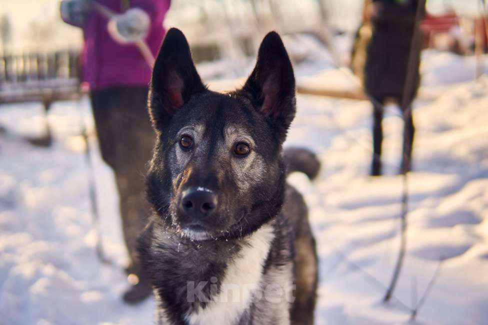 Собаки в Москве: Жук Мальчик, Бесплатно - фото 2