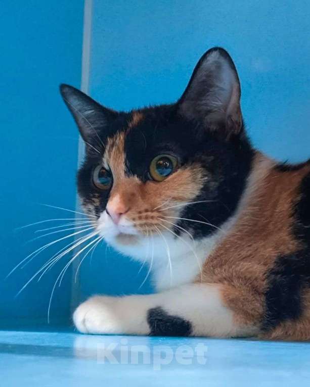 Кошки в Москве: Ласковая кошечка грустит в боксике 💔  Девочка, Бесплатно - фото 2