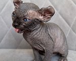 Кошки в Омске: Котенок Эльф Девочка, 50 000 руб. - фото 4