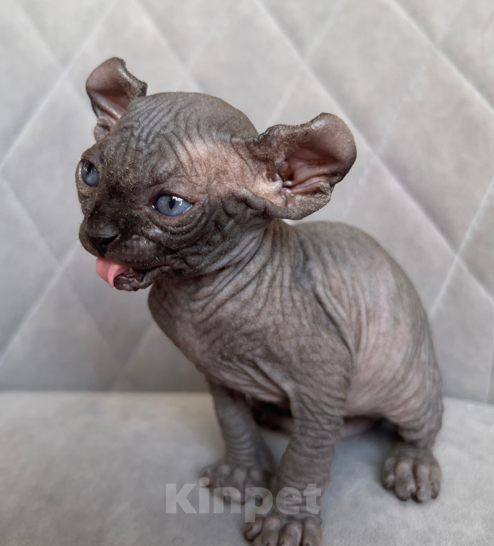 Кошки в Омске: Котенок Эльф Девочка, 50 000 руб. - фото 4