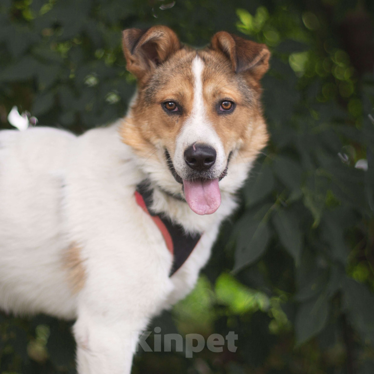 Собаки в Москве: Тайфун Мальчик, Бесплатно - фото 3