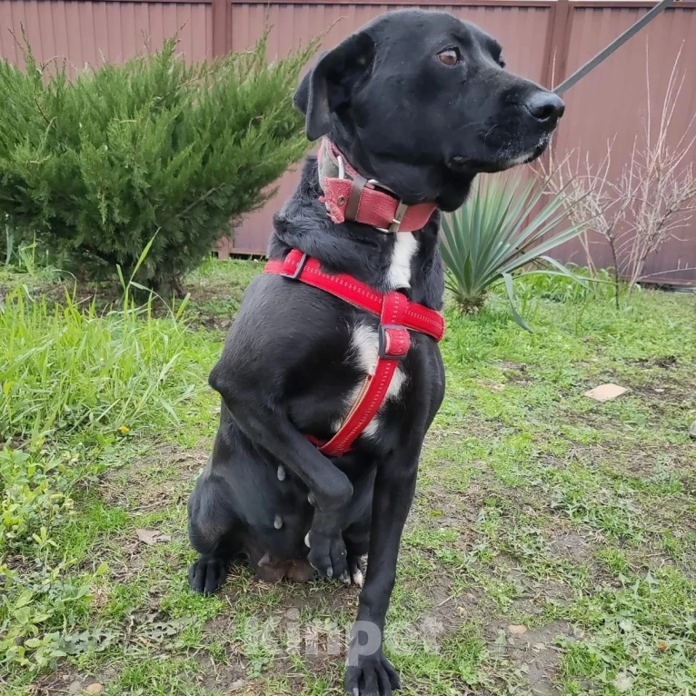 Собаки в Москве: Бусю выпускают на улицу  Девочка, Бесплатно - фото 5