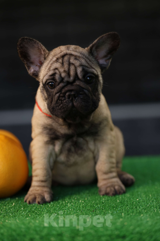 Собаки в Москве: Щенок французского бульдога  Девочка, 50 000 руб. - фото 6