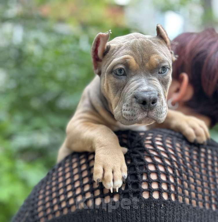 Собаки в Воронеже: Девочка  Девочка, 70 000 руб. - фото 5