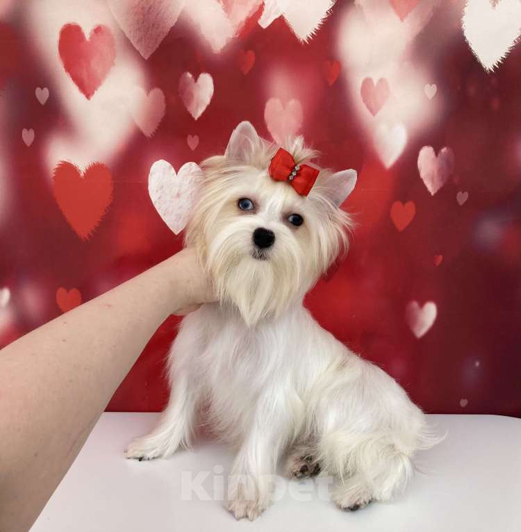 Собаки в Москве: Белый йорк девочка голубоглазая Девочка, 120 000 руб. - фото 5