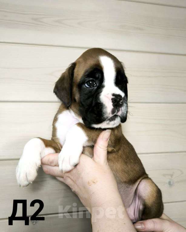 Собаки в других городах Иркутской области: Щенки немецкого боксëра Разнополые, 50 руб. - фото 6