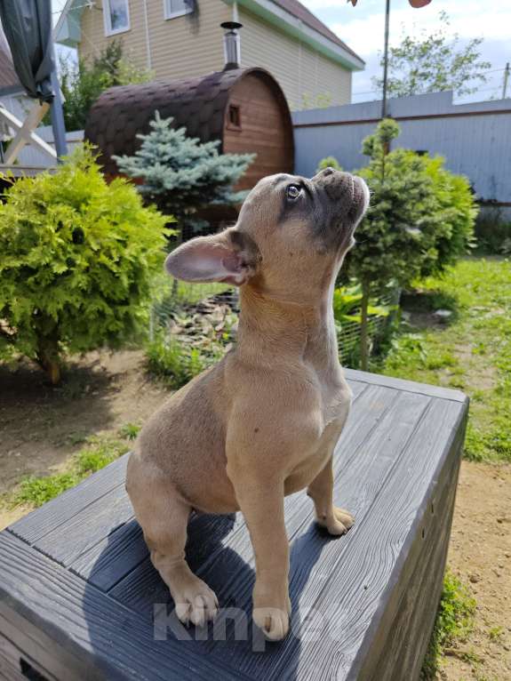 Собаки в Москве: Голубо-палевая красавица французского бульдога Девочка, 40 000 руб. - фото 2