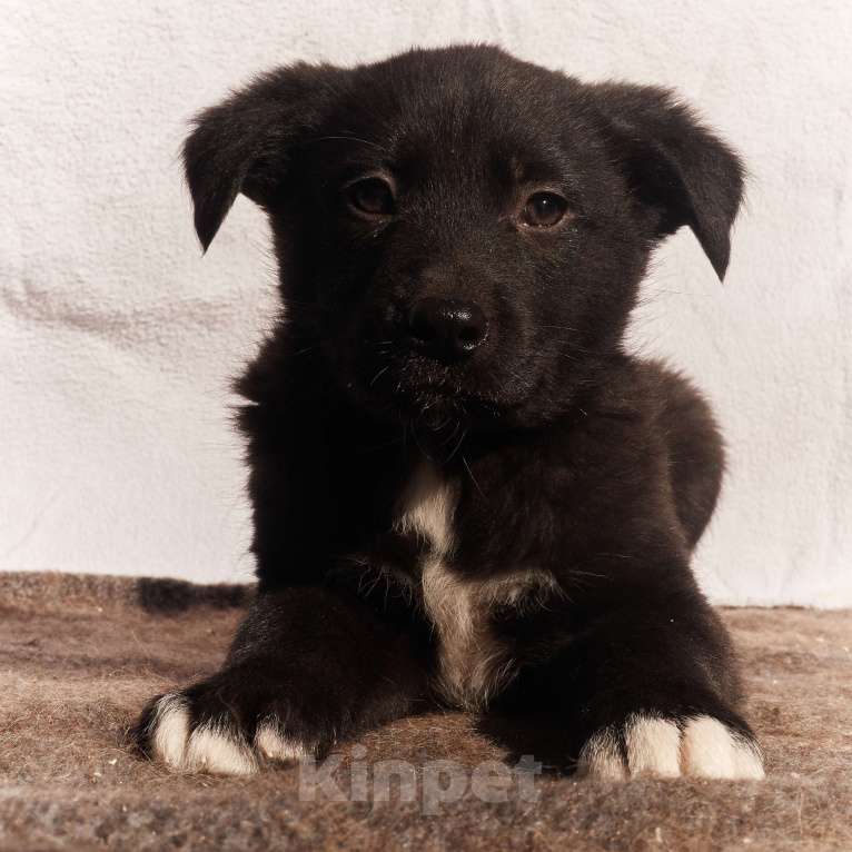 Собаки в других городах Московской области: Щенок 1,5-2 месяца Барни в добрые руки Мальчик, Бесплатно - фото 2