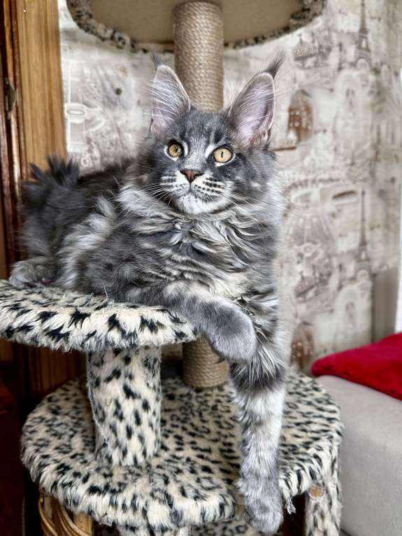 Кошки в Москве: Мальчик голубой мрамор на серебре Мальчик, 60 000 руб. - фото 2