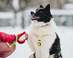 Собаки в Москве: Север – энергичный пес, рожденный для приключений.💫 Мальчик, Бесплатно - фото 9