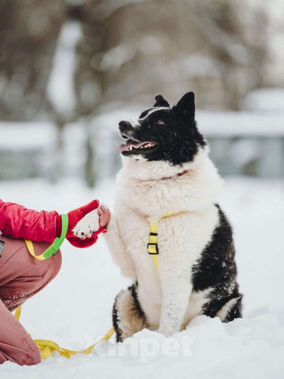 Собаки в Москве: Север – энергичный пес, рожденный для приключений.💫 Мальчик, Бесплатно - фото 9