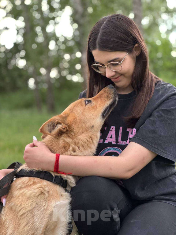 Собаки в Москве: Сладкая девчонка  Девочка, Бесплатно - фото 6