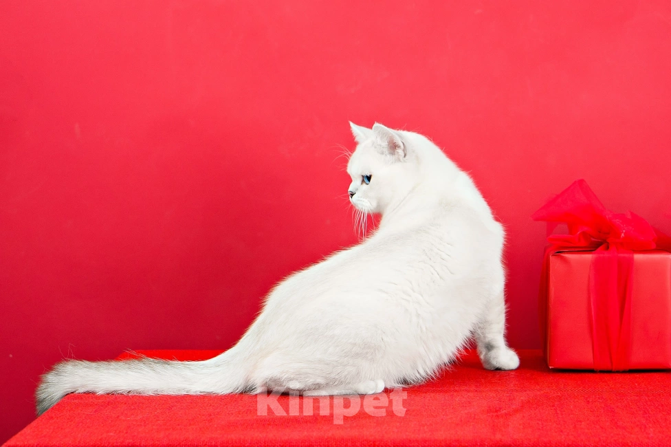 Кошки в Миассе: Котик в брид Мальчик, 50 000 руб. - фото 2