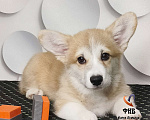 Собаки в Москве: Мальчик вельш корги пемброк  Мальчик, 70 000 руб. - фото 3