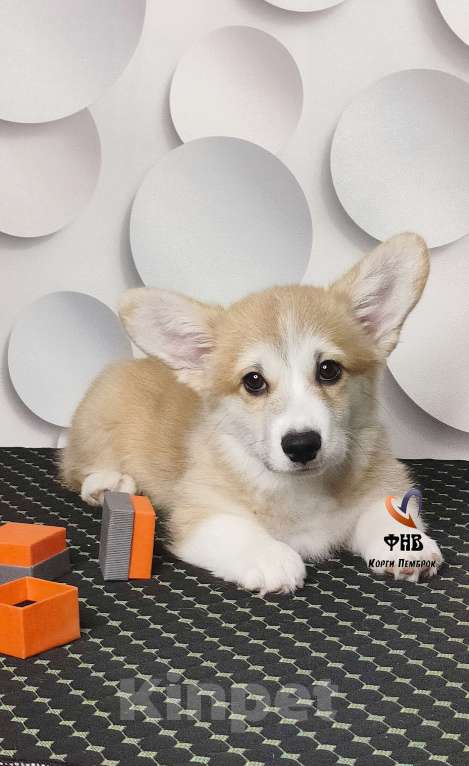 Собаки в Москве: Мальчик вельш корги пемброк  Мальчик, 70 000 руб. - фото 3