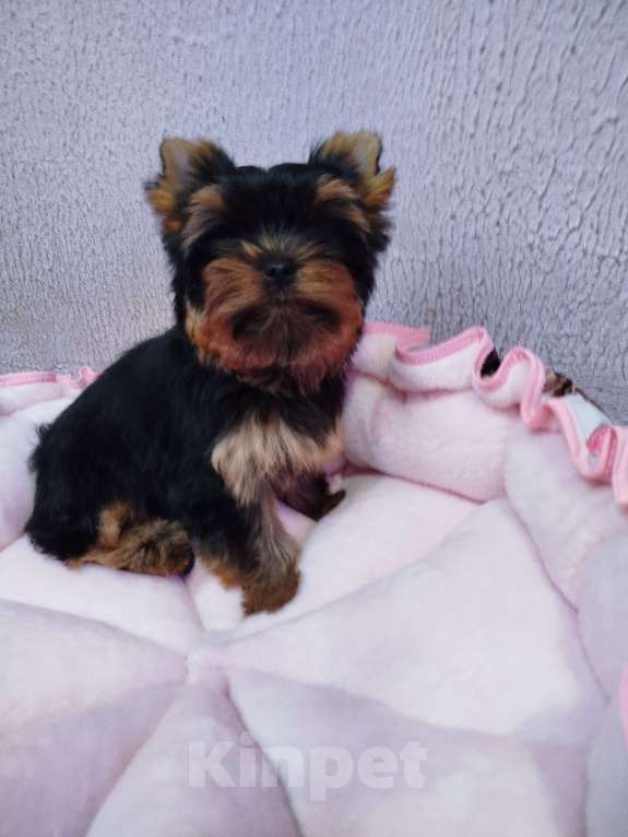 Собаки в Москве: Щенок Йоркширский терьер девочка РКФ Девочка, 75 000 руб. - фото 6