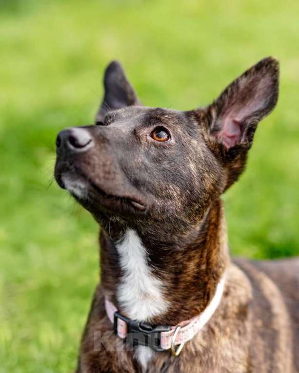 Собаки в Москве: Дора, девочка, 7 мес. ищет дом. Девочка, Бесплатно - фото 8