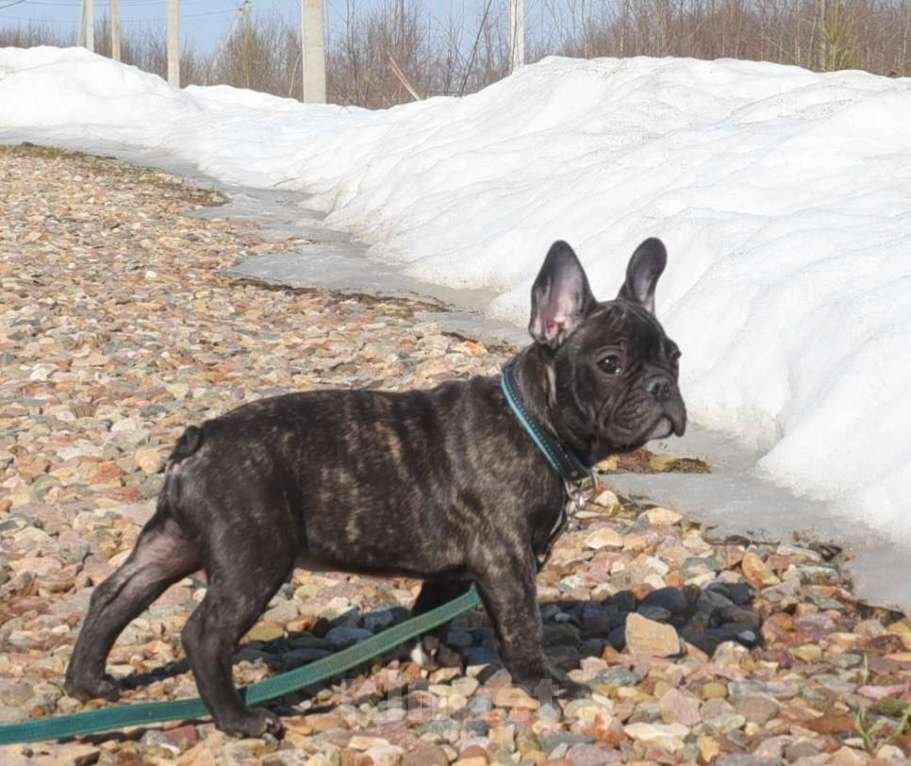 Собаки в Москве: Тигровый мальчик Мальчик, 45 000 руб. - фото 2